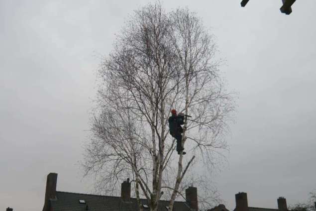 bomen rooien 